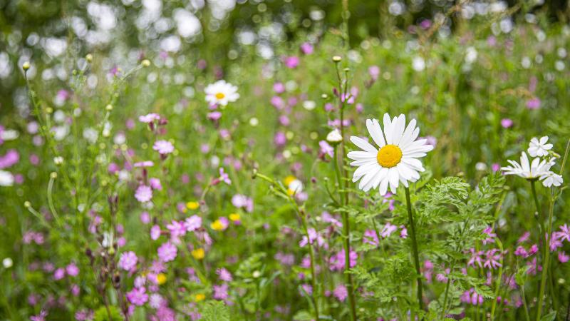 Guided Wildflower Walk with Herbalist Beth Record