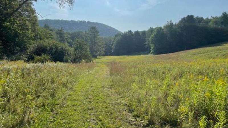 Woodland Management Walk & Talk