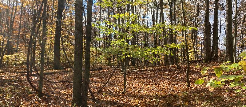 A Second Easement Creates an Impressive Block of 486 Conserved Acres - Healy-Briggs Farm